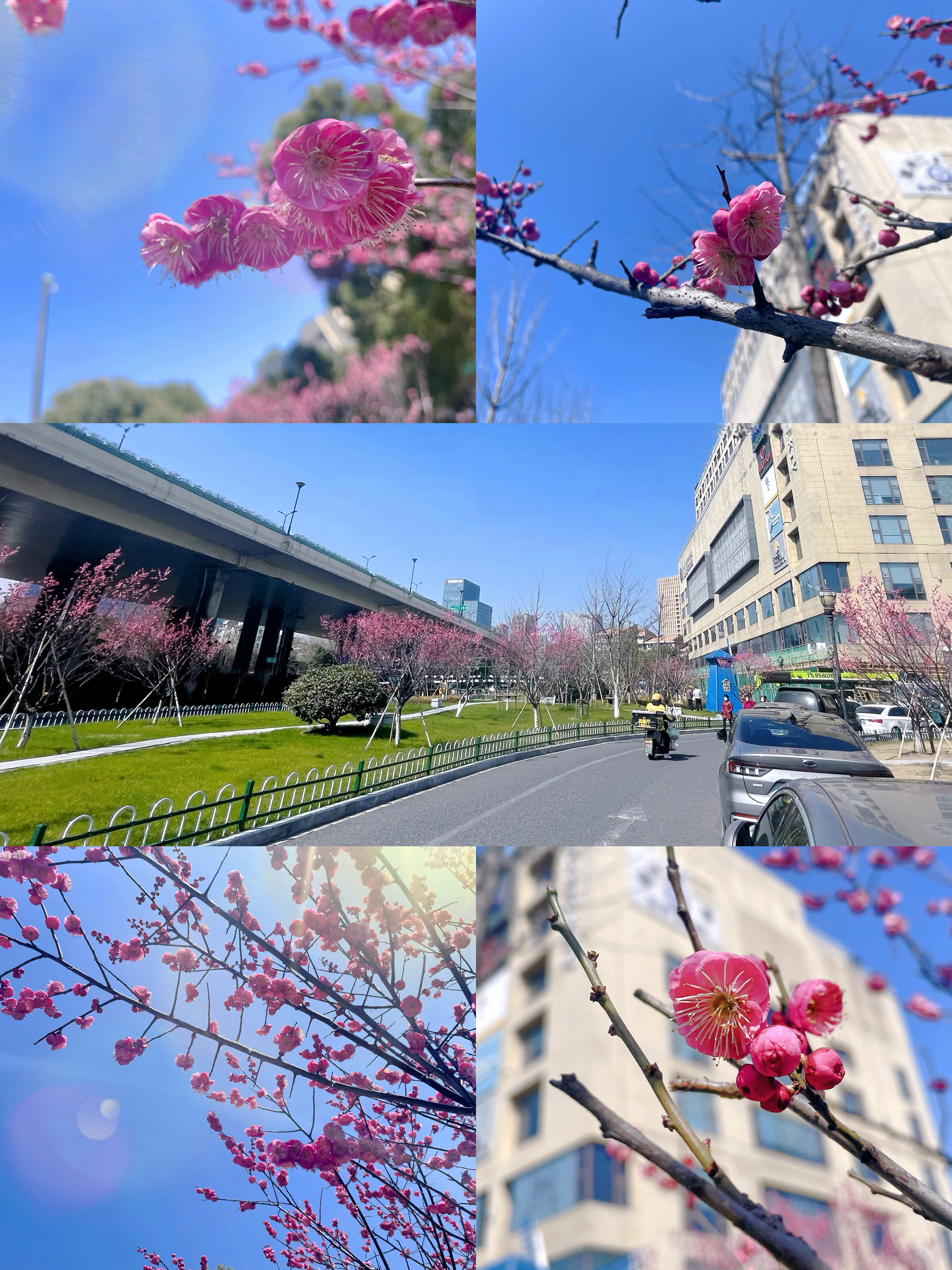 梅花香自苦寒來，向陽開放活力滿