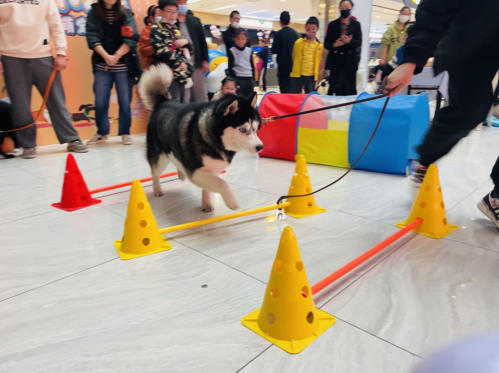 水晶城寵物運(yùn)動(dòng)會(huì)圓滿結(jié)束